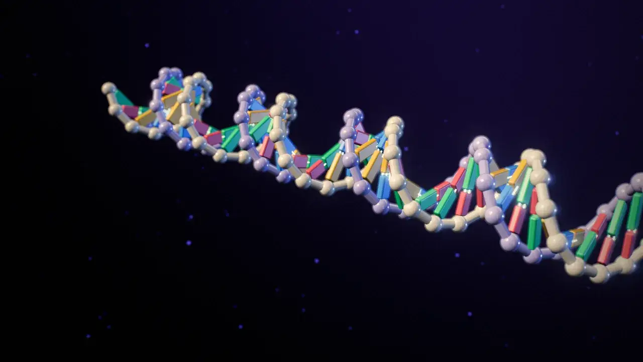 Renkli baz çiftleri ve inci dizisi gibi omurgasıyla yakından görülen DNA çift sarmalı